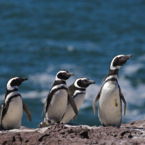 ARGENTINA - PENISOLA VALDES PINGUINI