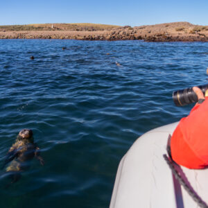 Avistaje-de-fauna-Patagonia-Azul-Maike-Friedrich-Rewilding-Argentina