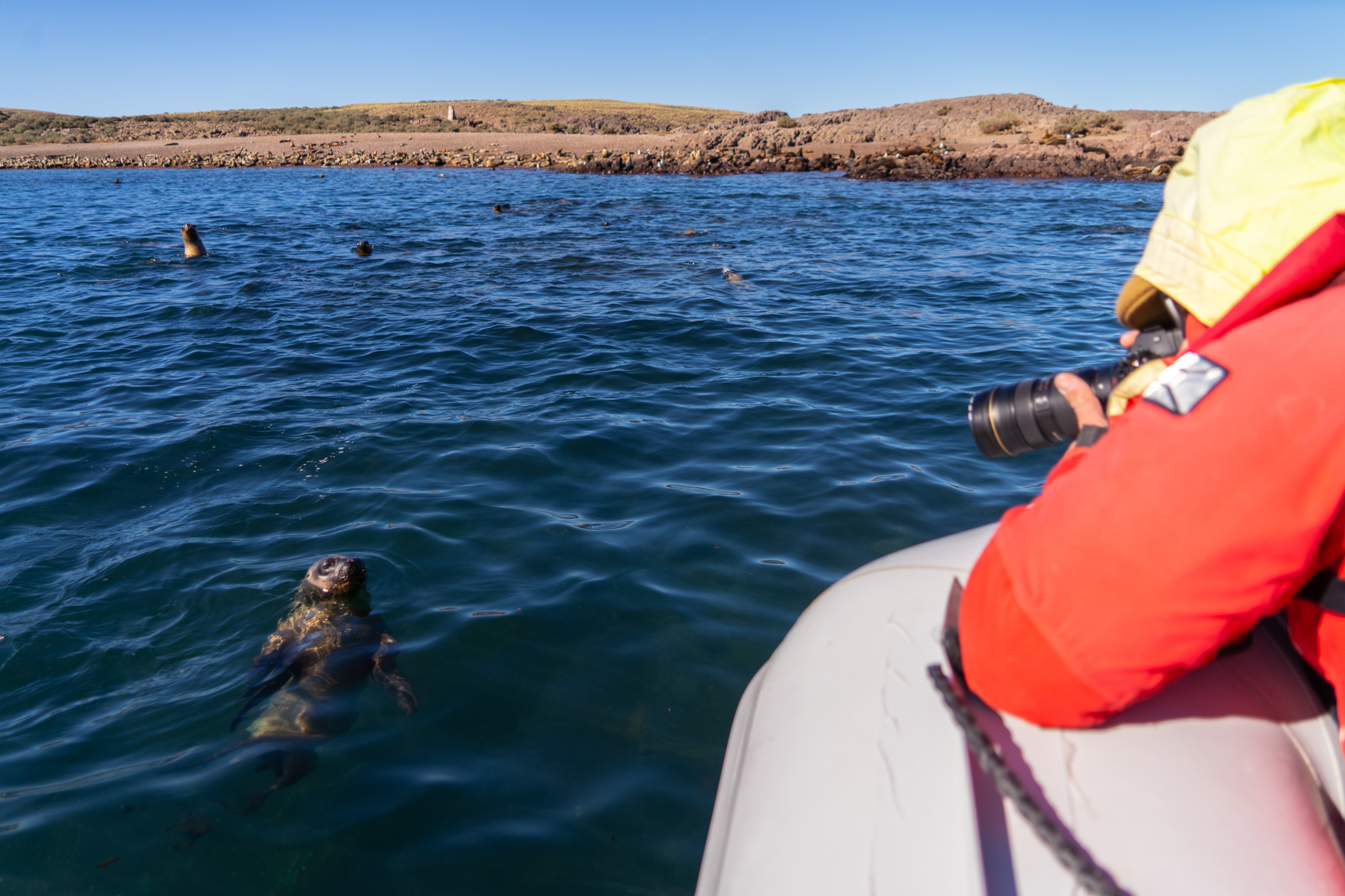 Avistaje-de-fauna-Patagonia-Azul-Maike-Friedrich-Rewilding-Argentina
