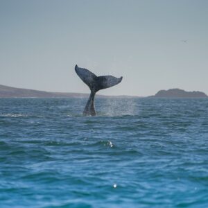 Ballena-jorobada-en-Patagonia-Azul-credito-Maike-Friedrich-Rewilding-Argentina-