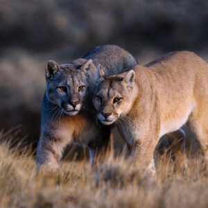 Male-cub-walking-with-mother-puma-Blinka-3-Chile-Virginia-Wilde