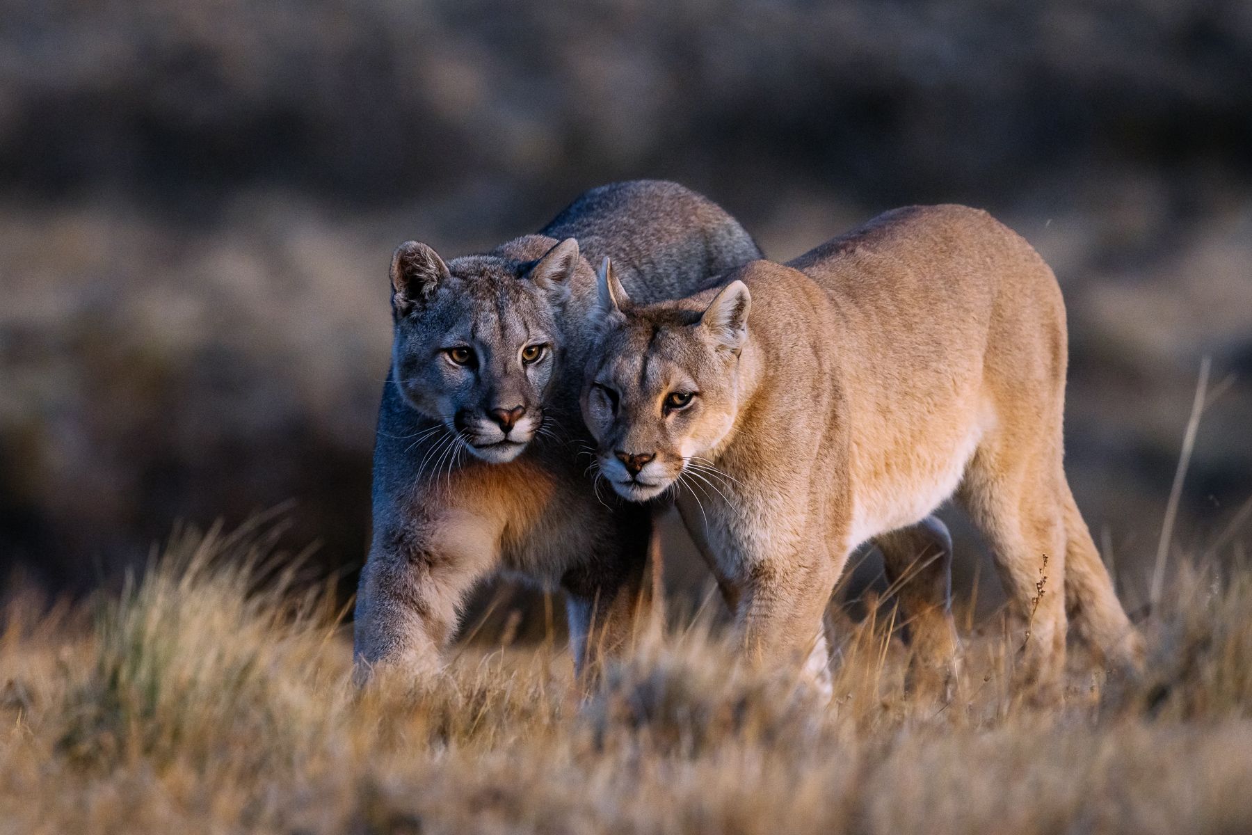 Male-cub-walking-with-mother-puma-Blinka-3-Chile-Virginia-Wilde