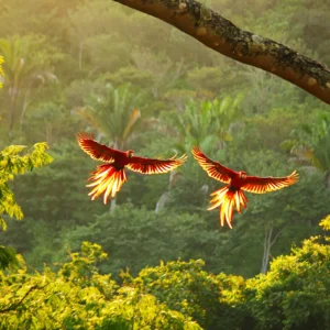 costarica-jungle-canopy-sci-1357649377