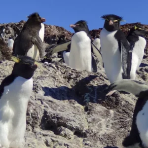 isla_pingueino_01_sq