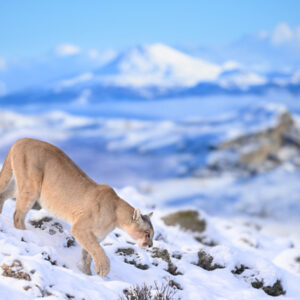 latin_america_chile_torres_del_paine_blinka_puma_walking_nick_garbutt_blog