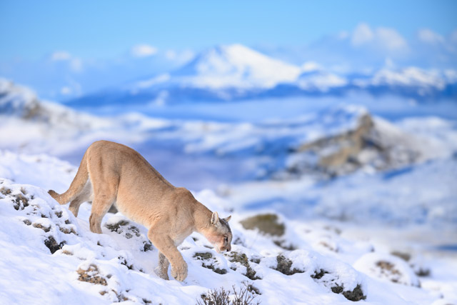 latin_america_chile_torres_del_paine_blinka_puma_walking_nick_garbutt_blog