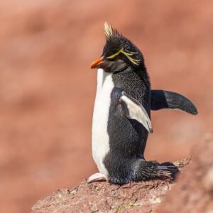 pinguin