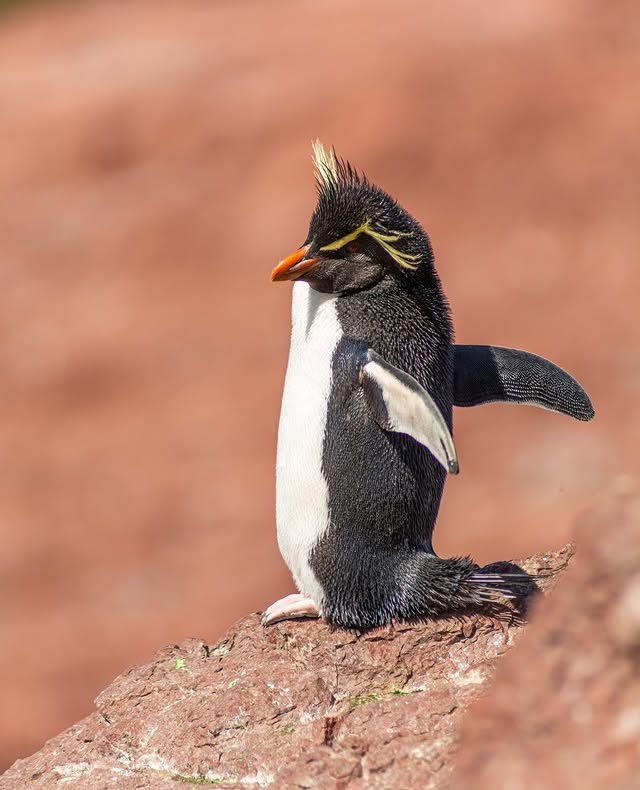 pinguin