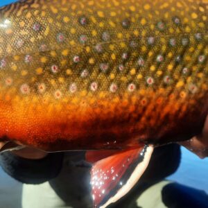 pesca_1