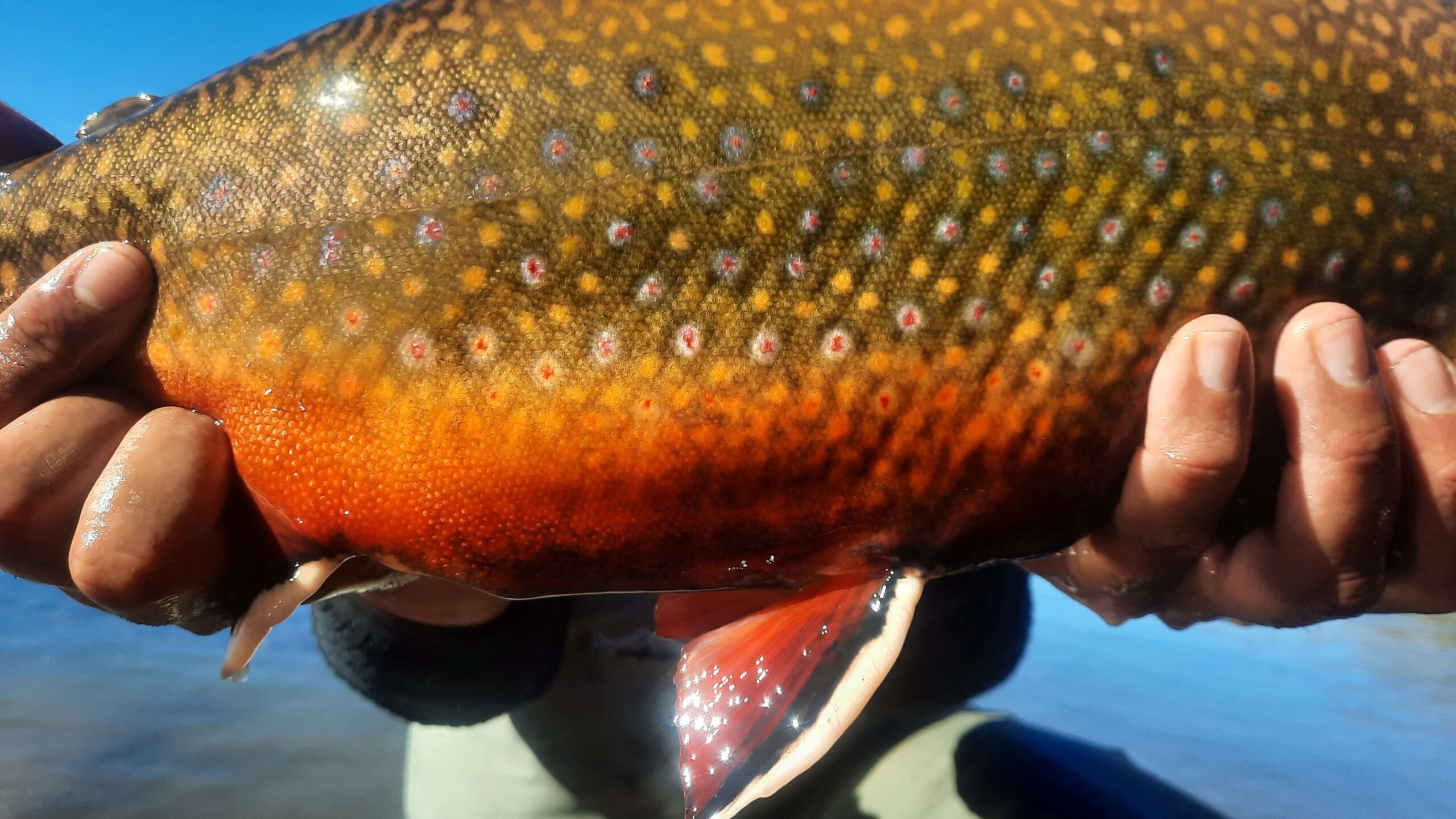 pesca_1